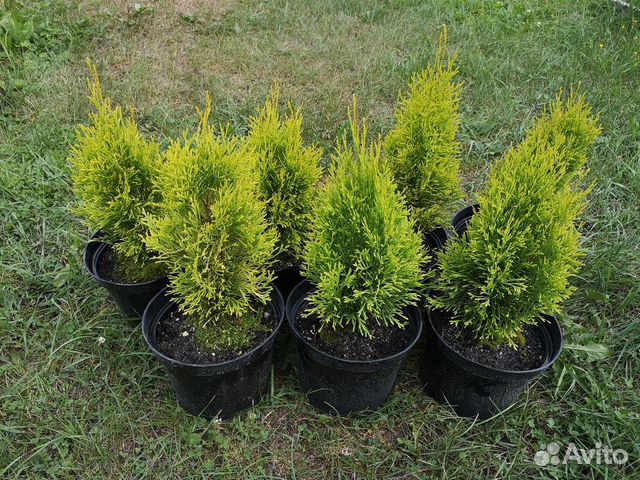 Туя западная Смарагд Голд. Хвойные растения