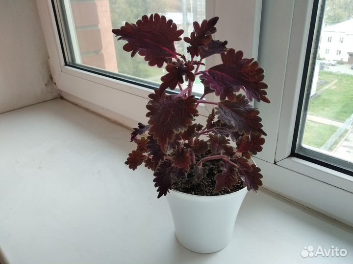 Комнатный колеус