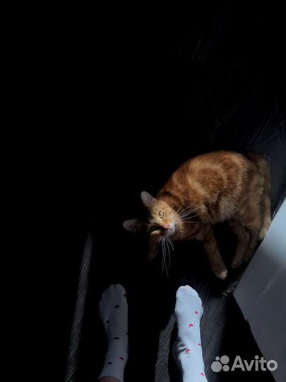 Передержка кошек, грызунов, птиц (опыт 4 года)