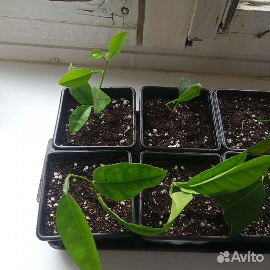 Лимонное дерево