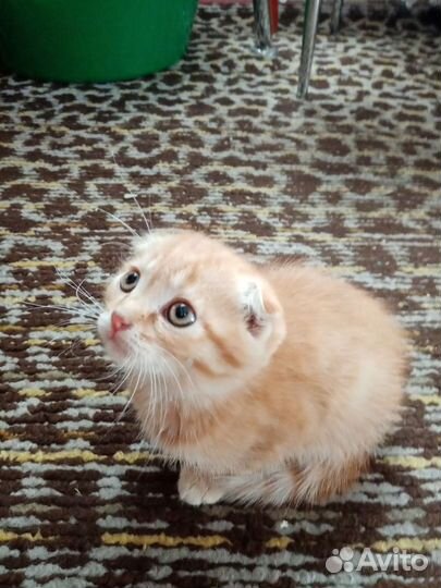 Котёнок