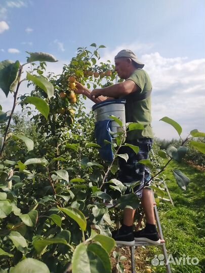 Сбор яблок 3-х разовое питание Липецкая обл