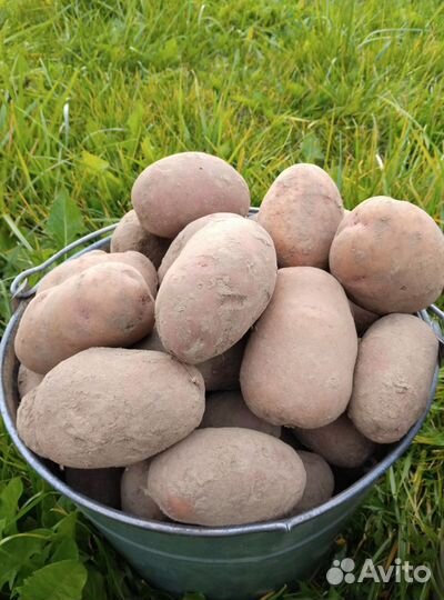 Продам картофель