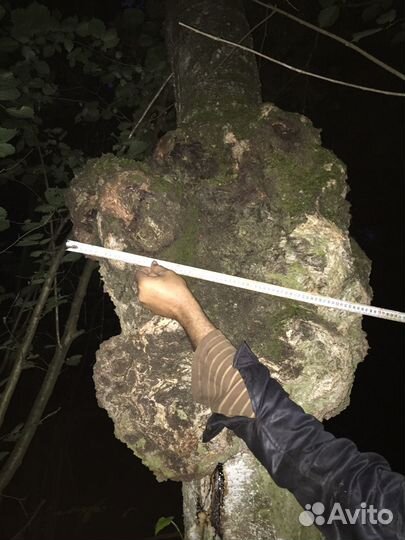 Кап березовый