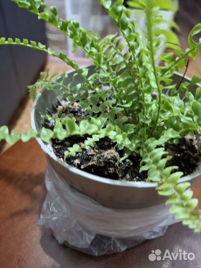 Папоротник