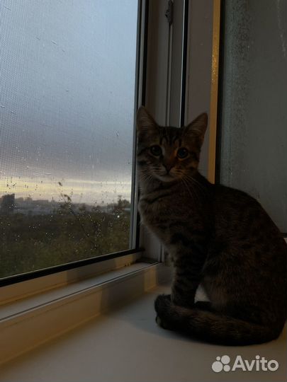 Котята даром