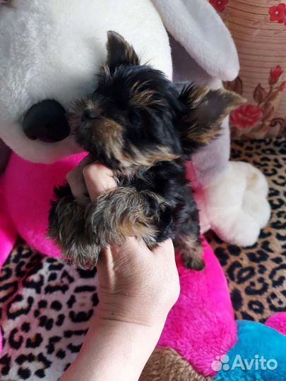 Йоркширский терьер