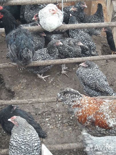 Петухи и куры