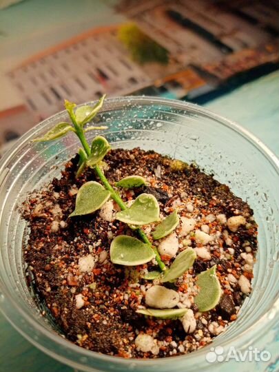 Дисхидия Русифолия Миллион сердец