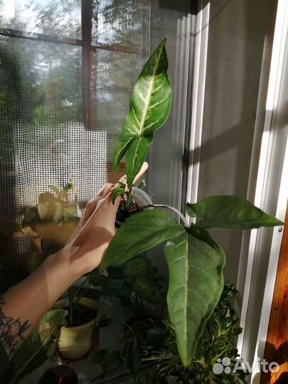 Сингониум Spear point