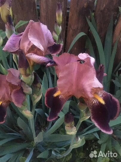 Ирис бородатый