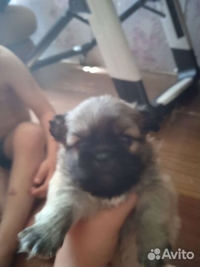 Щенки пекинеса