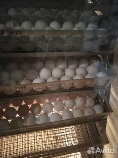 Инкубатор оптима бу 3000яиц