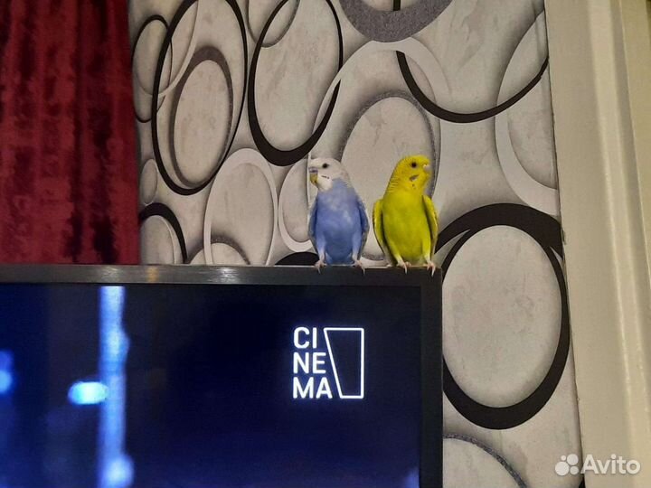 Волнистые попугаи