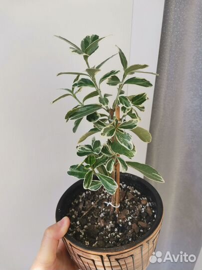 Комнатные растения цветы