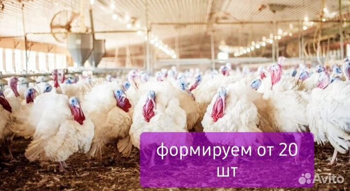 Инкубационное яйцо