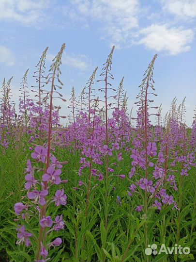 Иван-чай (Кипрей)