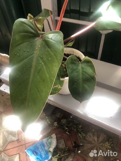 Филодедрон красноватый