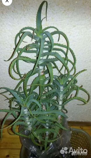 Каланхоэ,Алоэ лекарственные