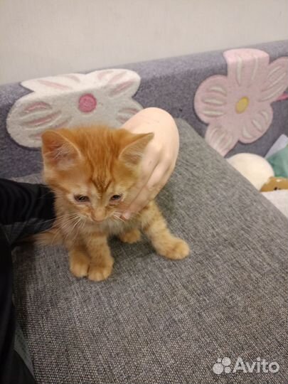 Рыжий котенок в добрые руки