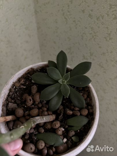 Комнатные растения цветы бесплатно