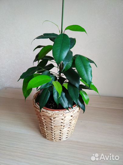 Фикус Даниэль, Микрокарпа