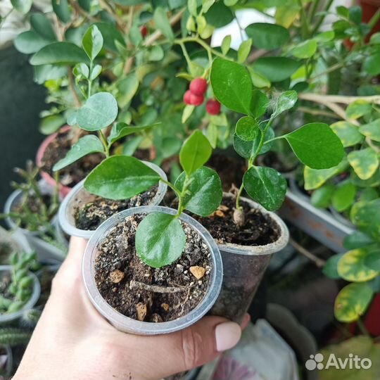 Крассула Храм Будды, крестовник Геррейна, муррайя