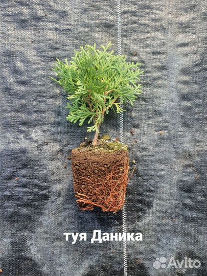 Укорененные черенки туи