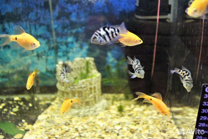 Аквариумные рыбки