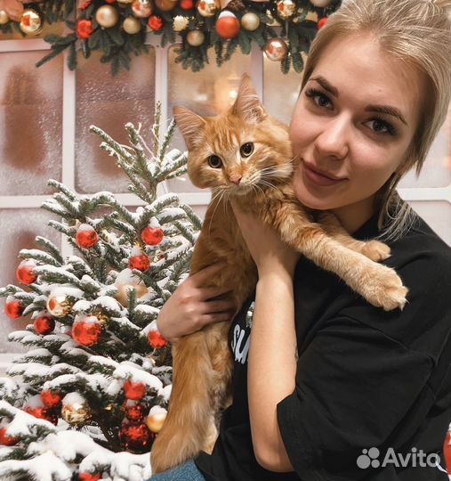 Передержка кошек