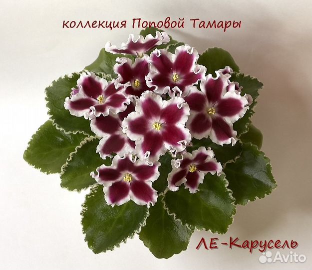 Фиалки коллекционные