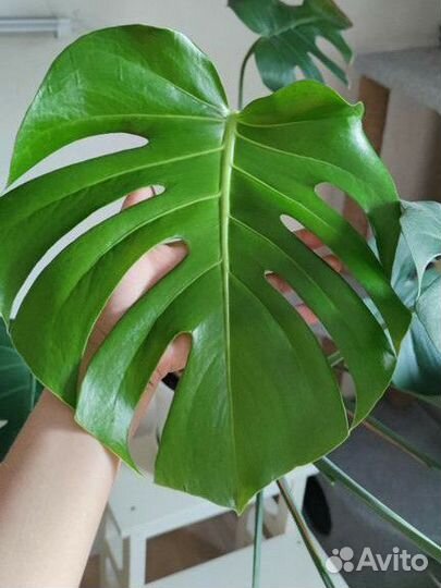 Монстера деликатесная