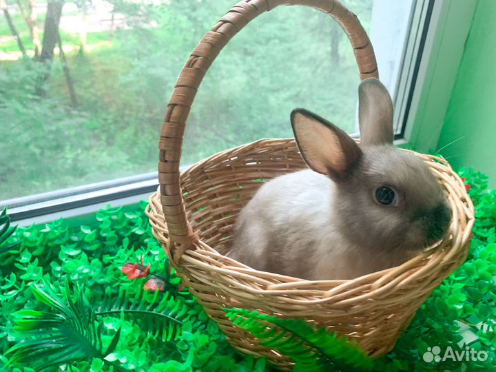 Карликовые крольчата мини