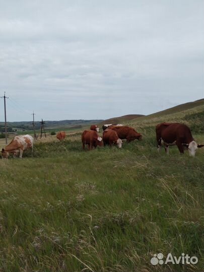 Коровы с быком