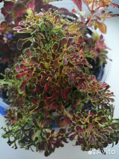 Колеусы сортовые, срез черенка