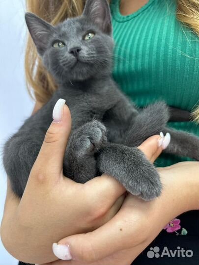Русская голубая котенок в дар бесплатно