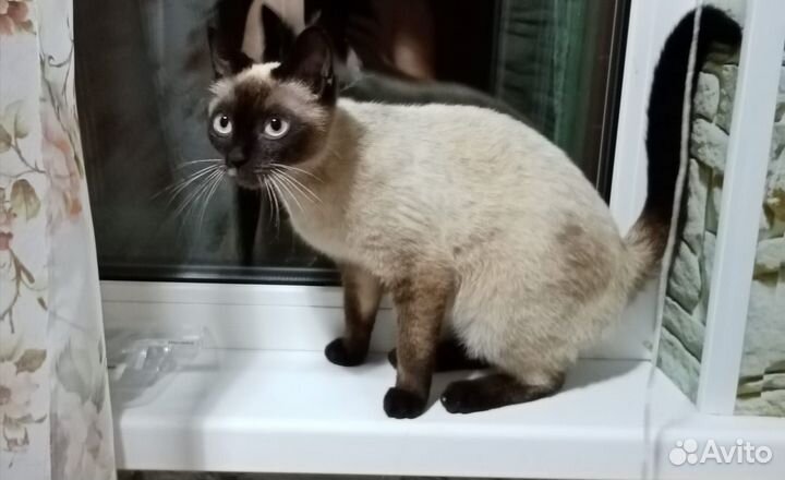 Кошка в дар