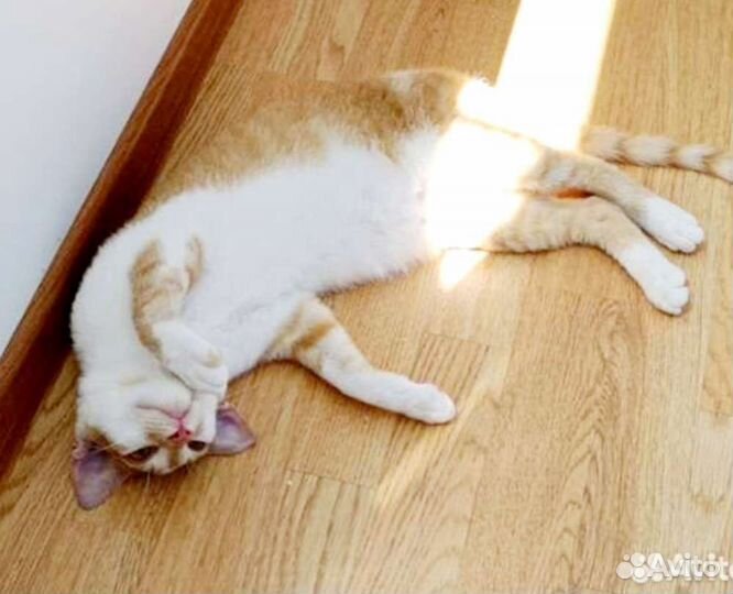 Корниш-рекс метис