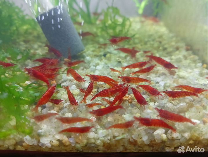 Аквариумная креветка. Красный огонь. Неокардина