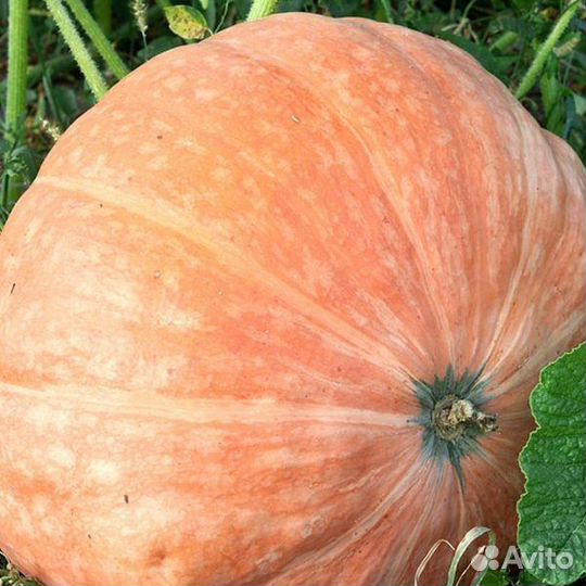 Тыква кормовая