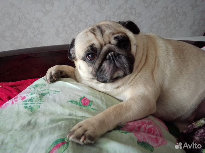 Продам щенков мопса