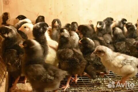 Цыплята суточные несушки