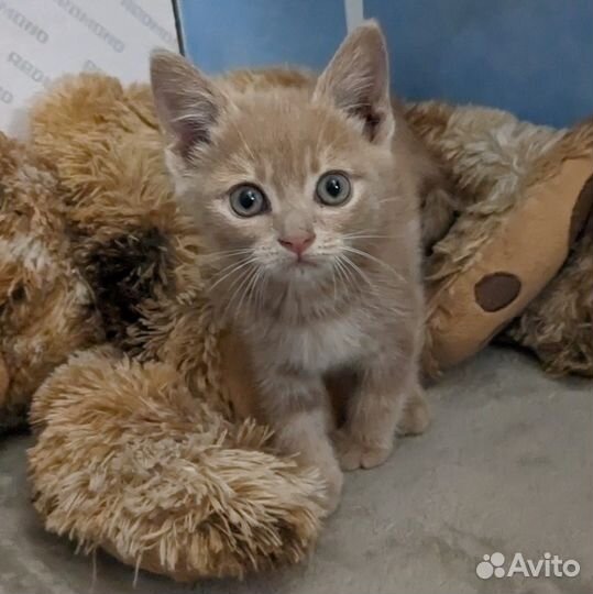 Рыжий красавец с удивительными глазами