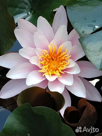 Кувшинка Роуз Эйри