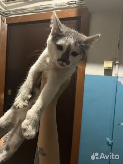 Кошка в дар бесплатно