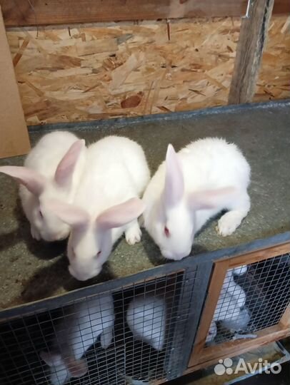 Кролики (1,5 мес.)