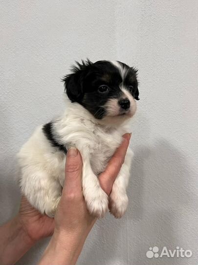 Щенки папийона