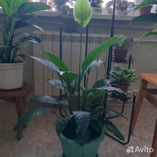 Комнатные цветы в горшках большие