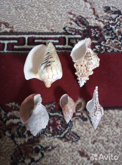 Набор Ракушек
