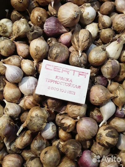 Чеснок на посадку (однозубки и зубки) и на еду